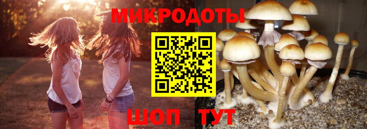 Псилоцибиновые грибы Psilocybe  Вход с VPN  Россошь  Псилоцибиновые грибы мицелий 